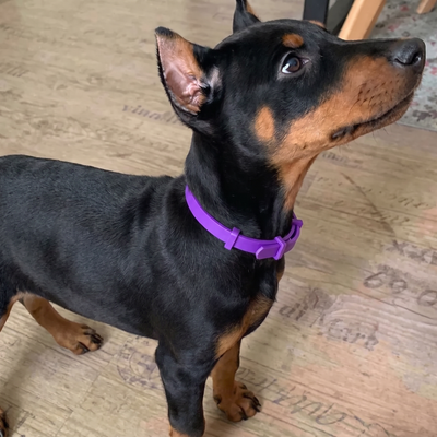 TrailTag - Tick Free Collar NEW