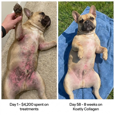 Koatly Premium Dog Liquid Collagen