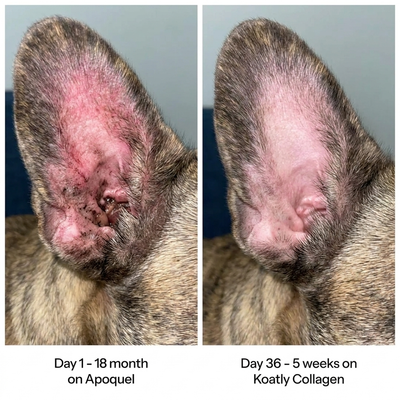 Koatly Premium Dog Liquid Collagen